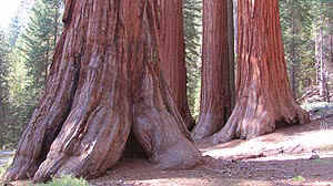 big-tree-01.jpg (40000 bytes)